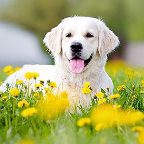 BEST ПЕТ ДОСТАВКИ LLC Лакомства за кучета Wellness за кученца - За подобряване на храносмилането - САМО за кучета - ПРОБИОТИЦИ -